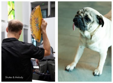 Ein Mann, der sich fächelt, und ein Mops, der seine Zunge herausstreckt.