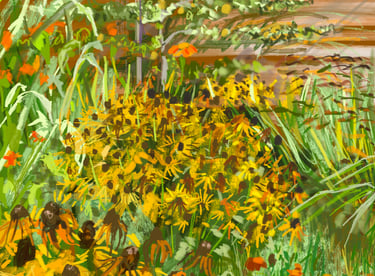 Scotney Castle rudbeckias in the walled garden - digital drawing