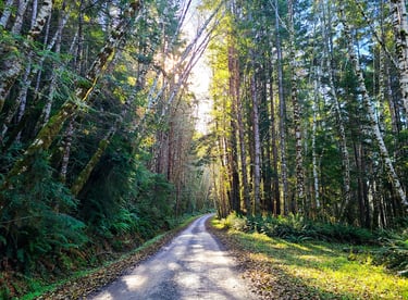 redwood national park, redwoods, a dirt road and trees