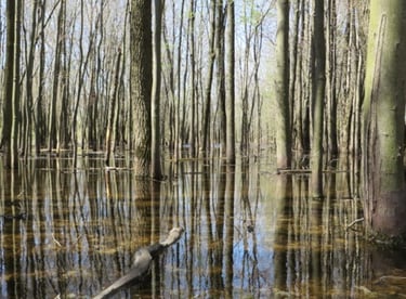 A flooded swamp identified during a natural heritage evaluation near King City, Ontario.