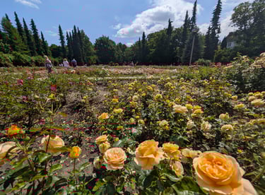 Blooming rose garden in Szczecin