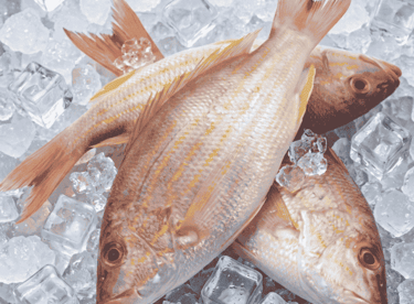 Fresh whole raw red snapper fish resting on a bed of clear ice cubes for sale.