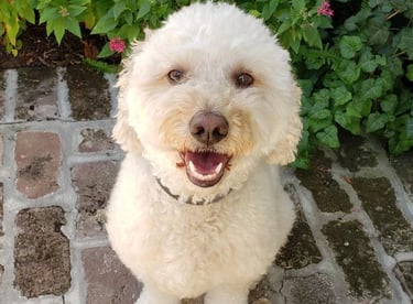 Golden Doodle happy about her sit stay command off-leash
