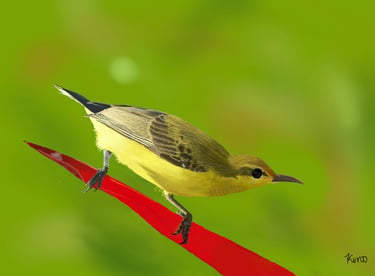 Female Olive-backed Sunbird perched on a leaf