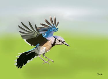 Blue Jay in Flight