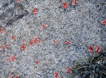 tundra close-up with lichen