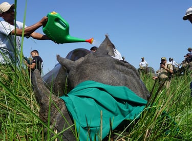 Wildlife officials cooling a tranquilized one-horned rhino with water during a translocation process.