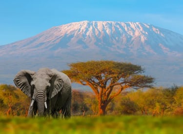 A large African elephant standing in the savanna with snow-capped Mount Kilimanjaro in the background.