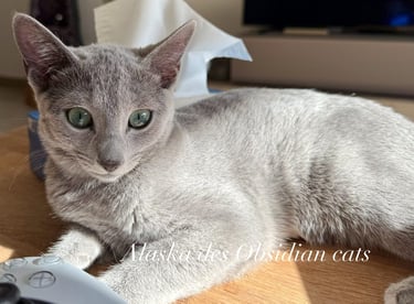 chat bleu russe obsidian cats