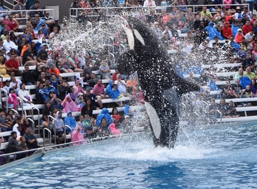 Killer whale splashing the audience at SeaWorld San Diego — A fun adventure near Disneyland