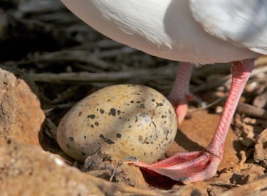œuf de goéland dans son nid