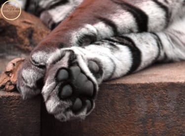 recent sighting in ranthambore national park