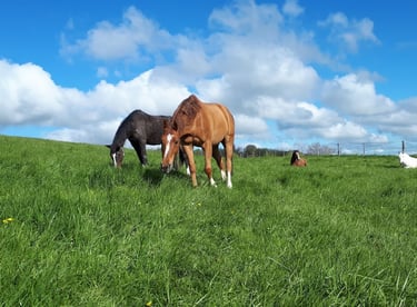 Nos chevaux pensionnaires du Manoir de Follemprise