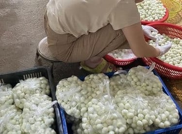 trứng chim cút bóc sẵn, chim cút thịt, chim bồ câu thịt giá sỉ 1 kg trứng chim cút bóc sẵn có bao nhiêu quả 