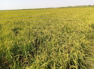 Rice Crop