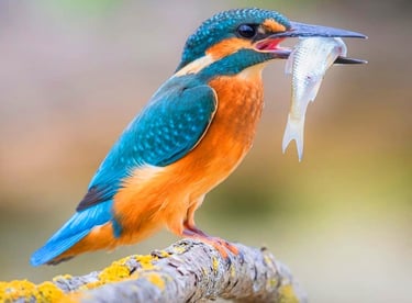 photo martin pecheur: autonomie, acquisition de nouvelles ressources