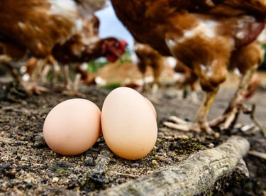 Des oeufs frais et bio