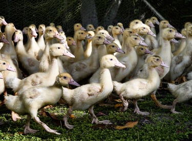 Elevage de canards et produits traditionnels