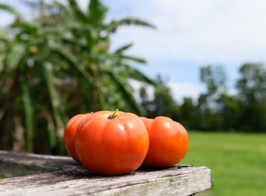 Des tomates produites en Guyane