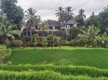 rizières et villa à Ubud Bali