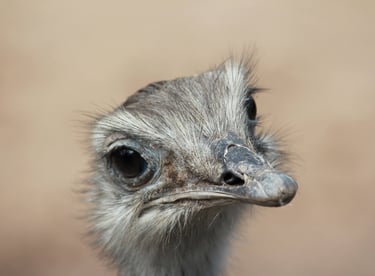 Ñandú  South Africa