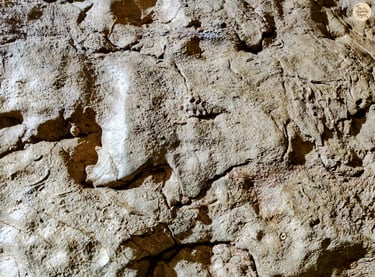 Frozen in Time – Fossil Walls of Arwah Cave, Meghalaya