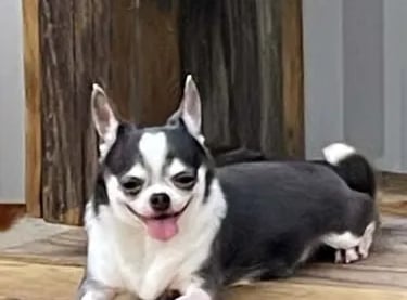 Champion-line AKC Chihuahua Belle, blue and white beauty from Louisiana, lounging on a sunlit deck