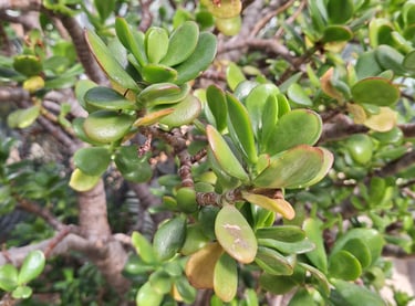 a small green succulent tree