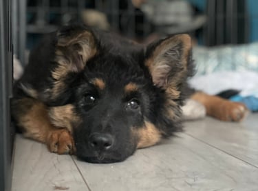 séance d’ecole du chiot en petit groupe chez activ canin à cestas