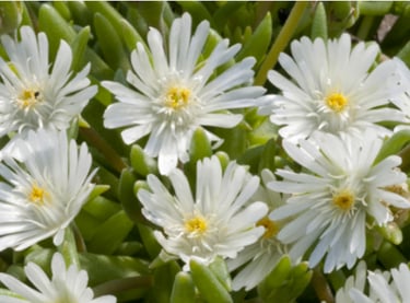 delosperma blanche, secheresse, resistante, tombe, sepulture49, livraison gratuite