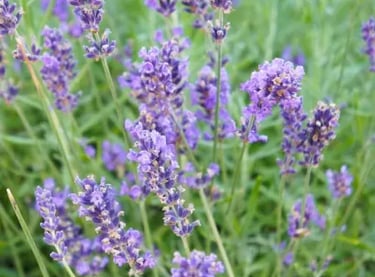 lavande tombe livraison gratuite maine et loire, mayenne