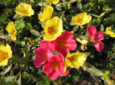 portulaca, été, tombe, sepulture49, livraison gratuite fleurs