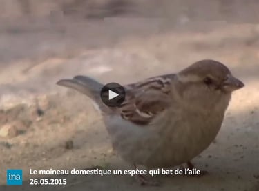 Pesticides moineau oiseaux biodiversité