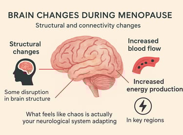 Scientific infographic illustrating brain changes during menopause, showing structural changes