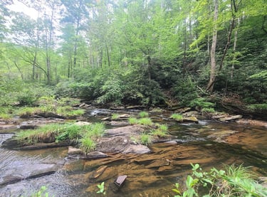 Tellico Plains Tn - Conasauga Falls is in the middle of a lush forest down a fairly steep trail
