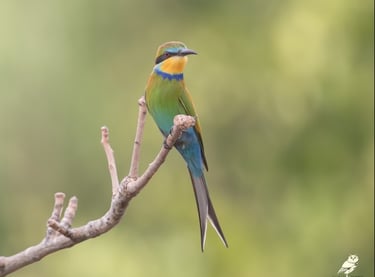 Little Bee-eater perched high | Birding Adventures Gambia