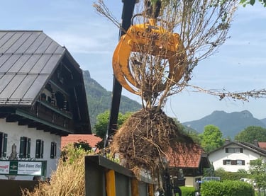 Der Kran eines Rückewagens hebt einen Strauch inklusive Wurzeln hoch