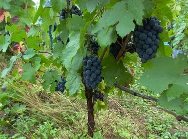 Vignes, raisin Amboise, Montlouis, AOP Touraine Amboise, Montlouis, Touraine