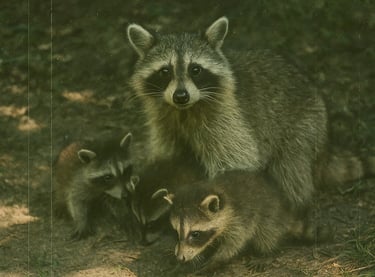 Une famille de ratons laveurs pour la journée internationale des ratons laveurs.