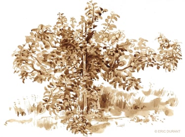 Lavis de brou de noix  sur papier - © Eric Durant