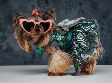 perrito Yorkshire con gafas de sol e y un vestido brillante con estampado de pavo real.