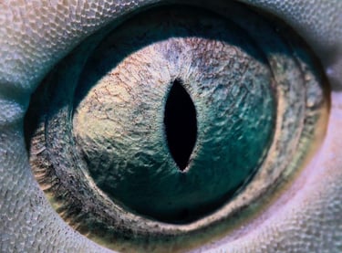 Macro shot of a lemon shark in the Bahamas at tiger beach 