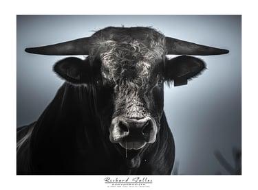 Taureau Aubrac