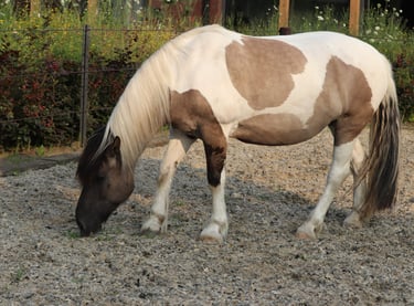 bruin wit paard met het hoofd naar beneden