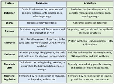 catabolism vs Anabolism