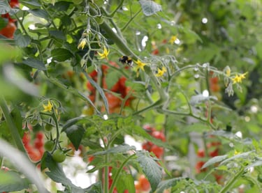 Bombi al lavoro tra le colture di pomodoro ciliegino del progetto Oasi Agromonte.