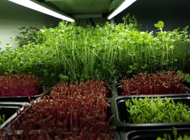 a picture of Early Greens microgreens nursery bed 