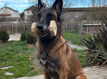 Malinoise avec une haltère en cours d'obéissance à Roanne chez Caninsens