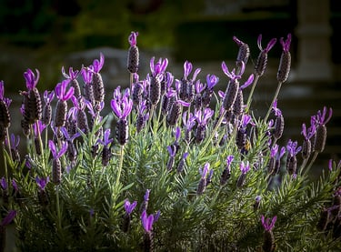 Lavender flowers in a sunny field