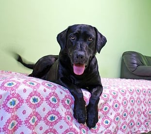 Der schwarze Labrador Rüde liegt auf einem Bett